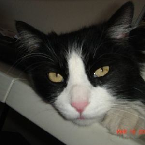 Meet your Posher, Peter